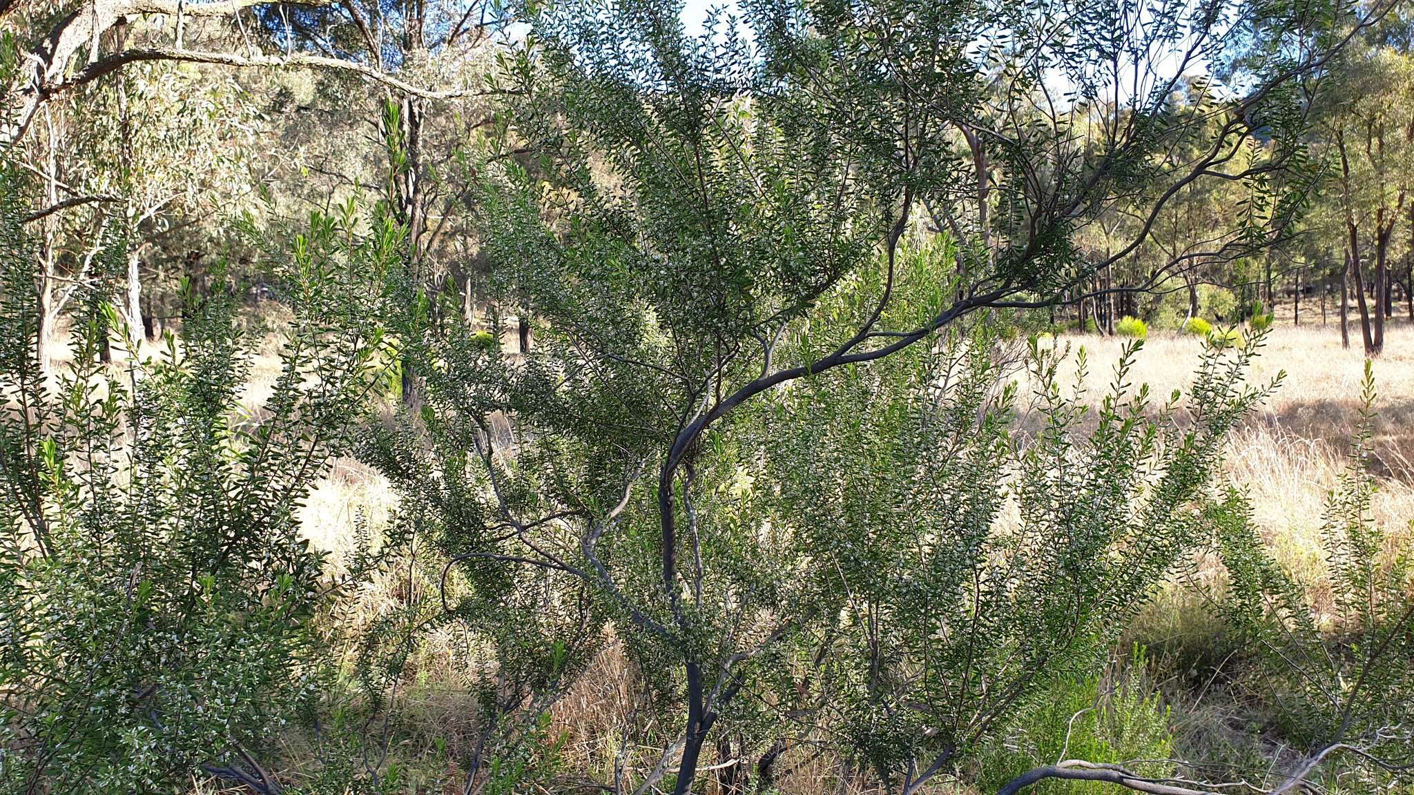 Plancia ëd Leucopogon muticus R. Br.