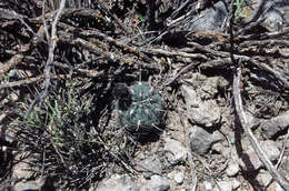 صورة Echinopsis haematantha (Speg.) D. R. Hunt