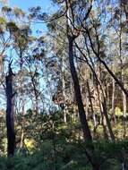 Image of Eucalyptus blaxlandii Maiden & Cambage