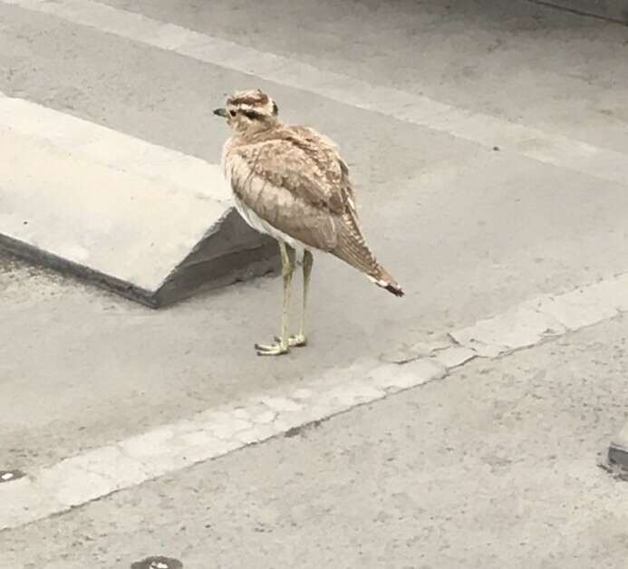 Image of Peruvian Thick-knee