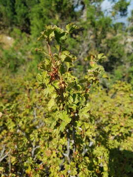 Image of Ribes orientale Desf.