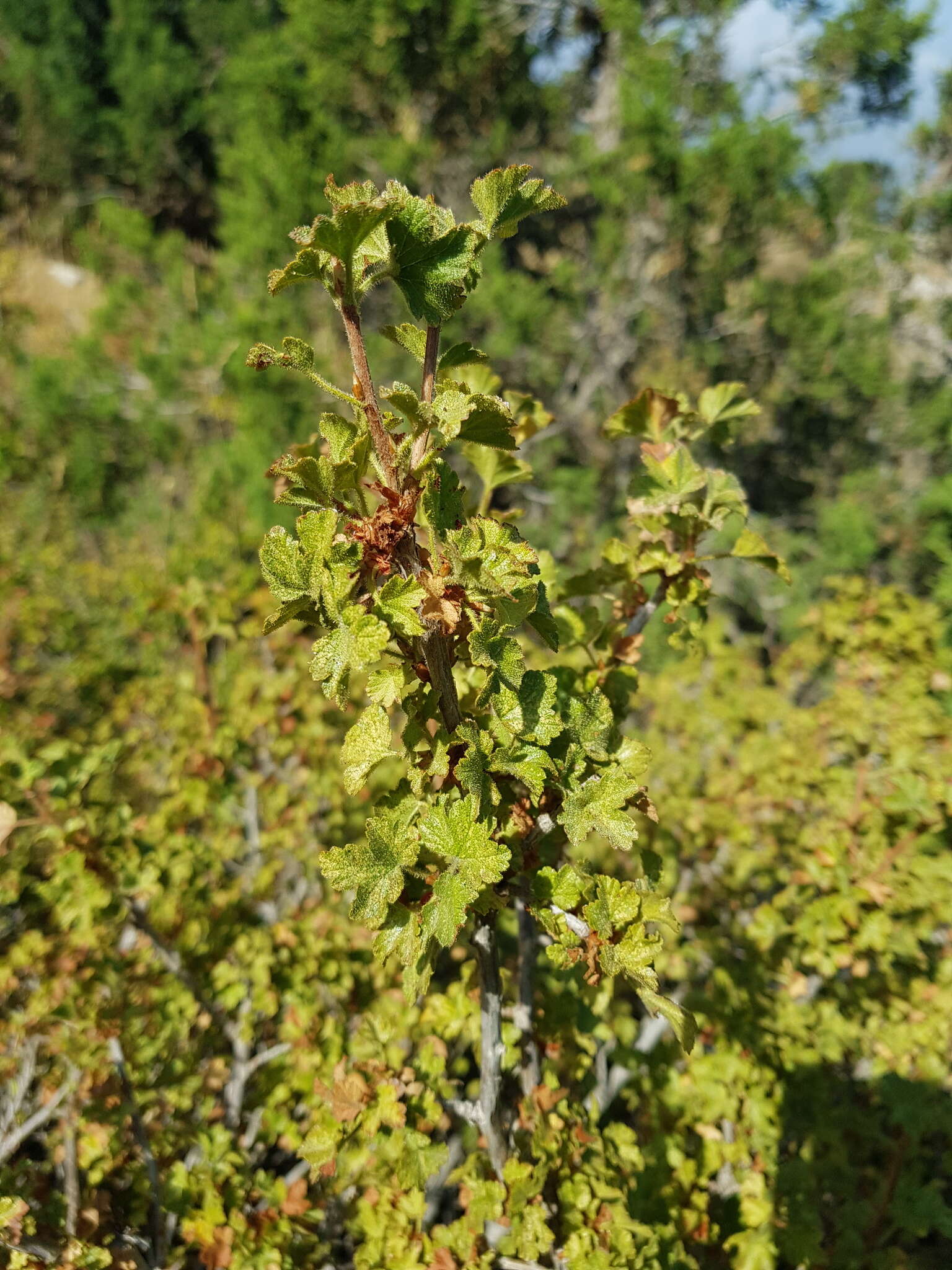 Image of Ribes orientale Desf.