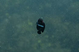 Image of Black Angelfish