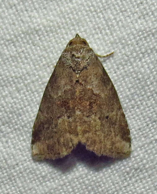 Image of White-lined Graylet