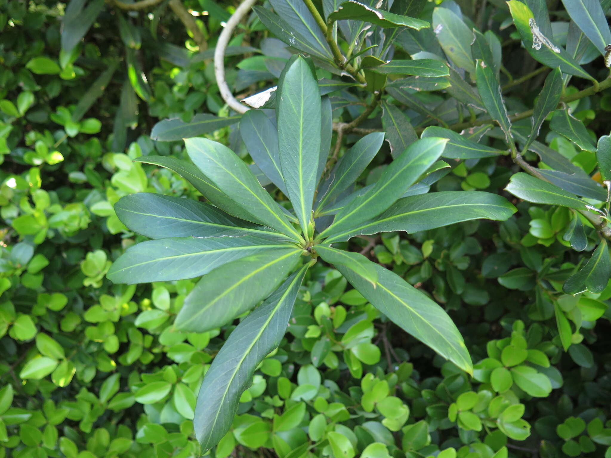 Image of Pseudopanax chathamicus Kirk