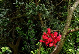 Image of Hottentot's Bean