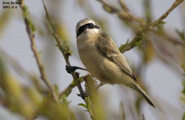 Image of Chinese Penduline Tit