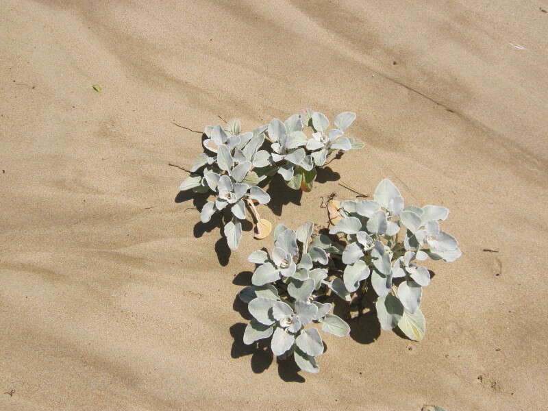 Image of Sand daisy