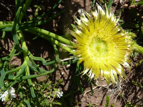 Imagem de Conicosia pugioniformis subsp. muirii (N. E. Br.) Ihlenfeldt & Gerbaulet