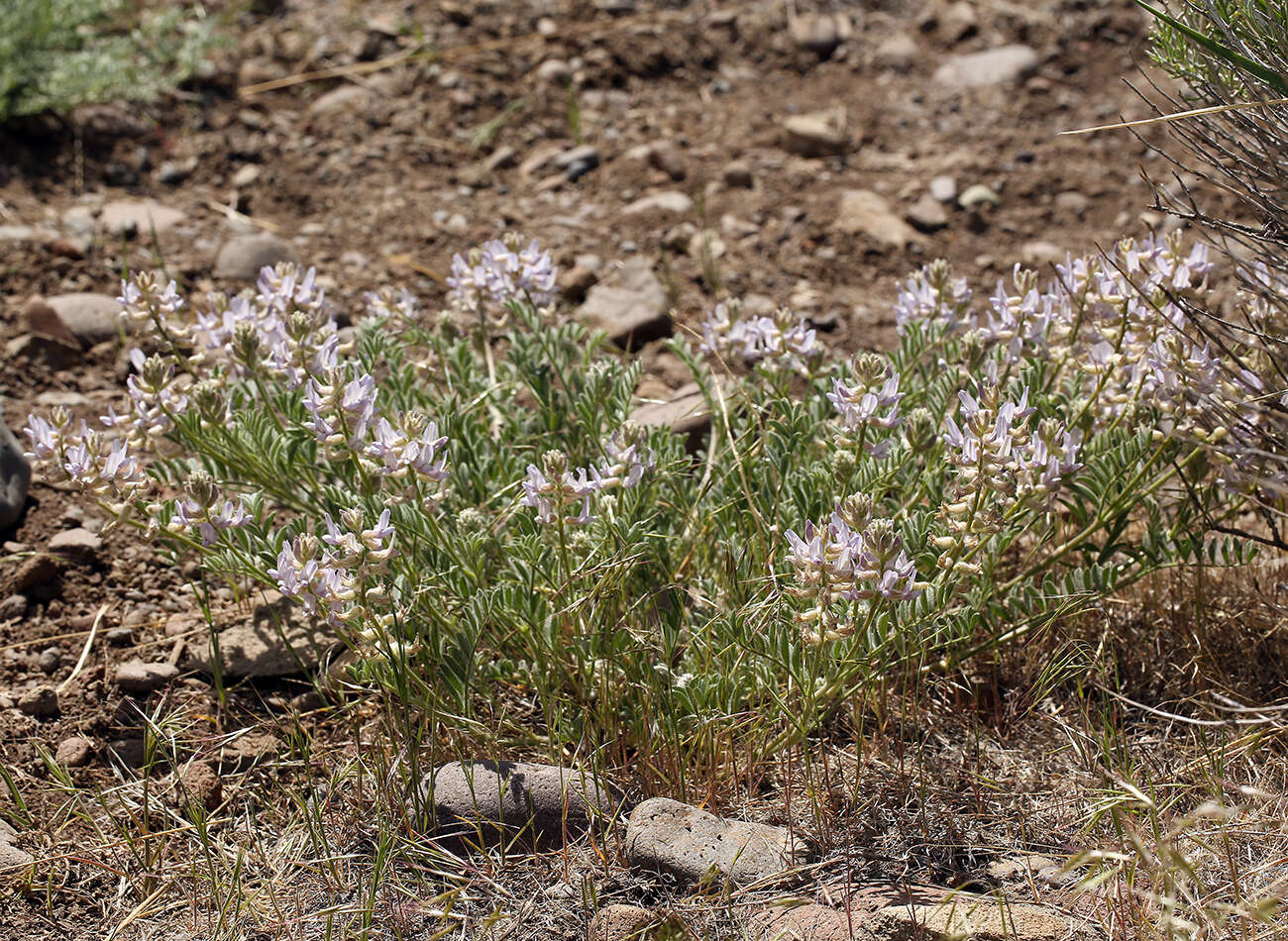 Image de Astragalus andersonii A. Gray