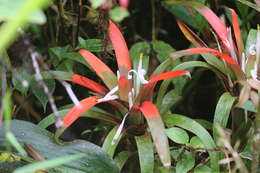 Image of Guzmania nidularioides L. B. Sm. & Read