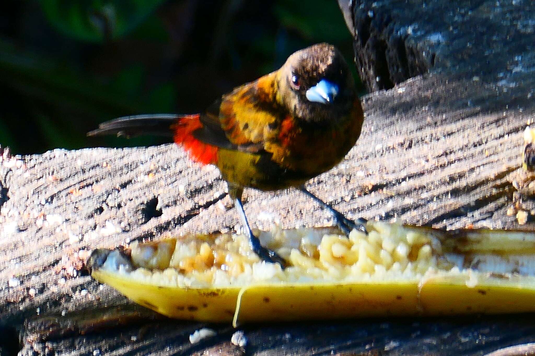 Image de Tangara à croupion rouge