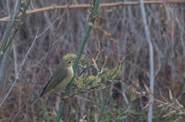 Image of Willow Warbler