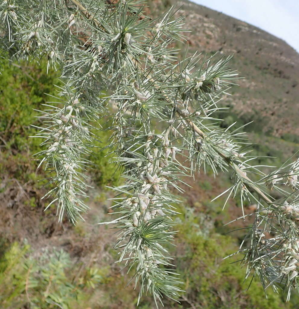 Image of Aspalathus florifera R. Dahlgren