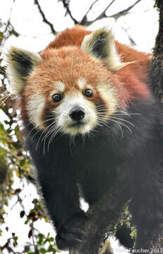 Image of Western Red Panda