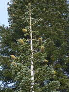 Image de Abies magnifica var. shastensis Lemmon