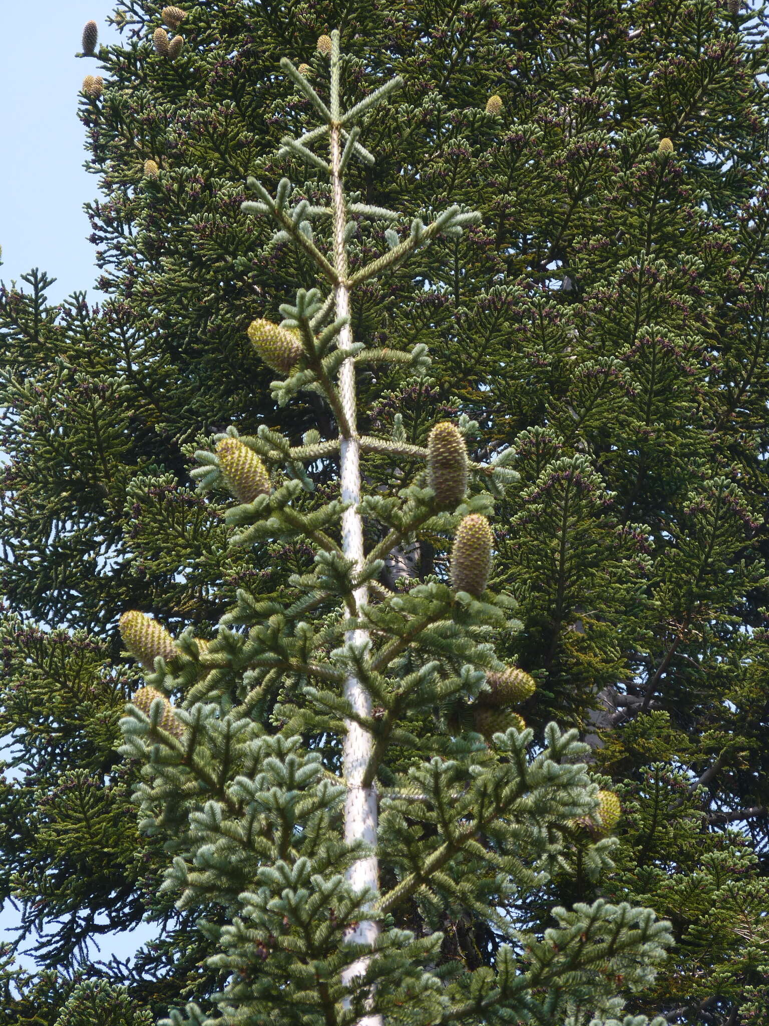 Image of Shasta red fir