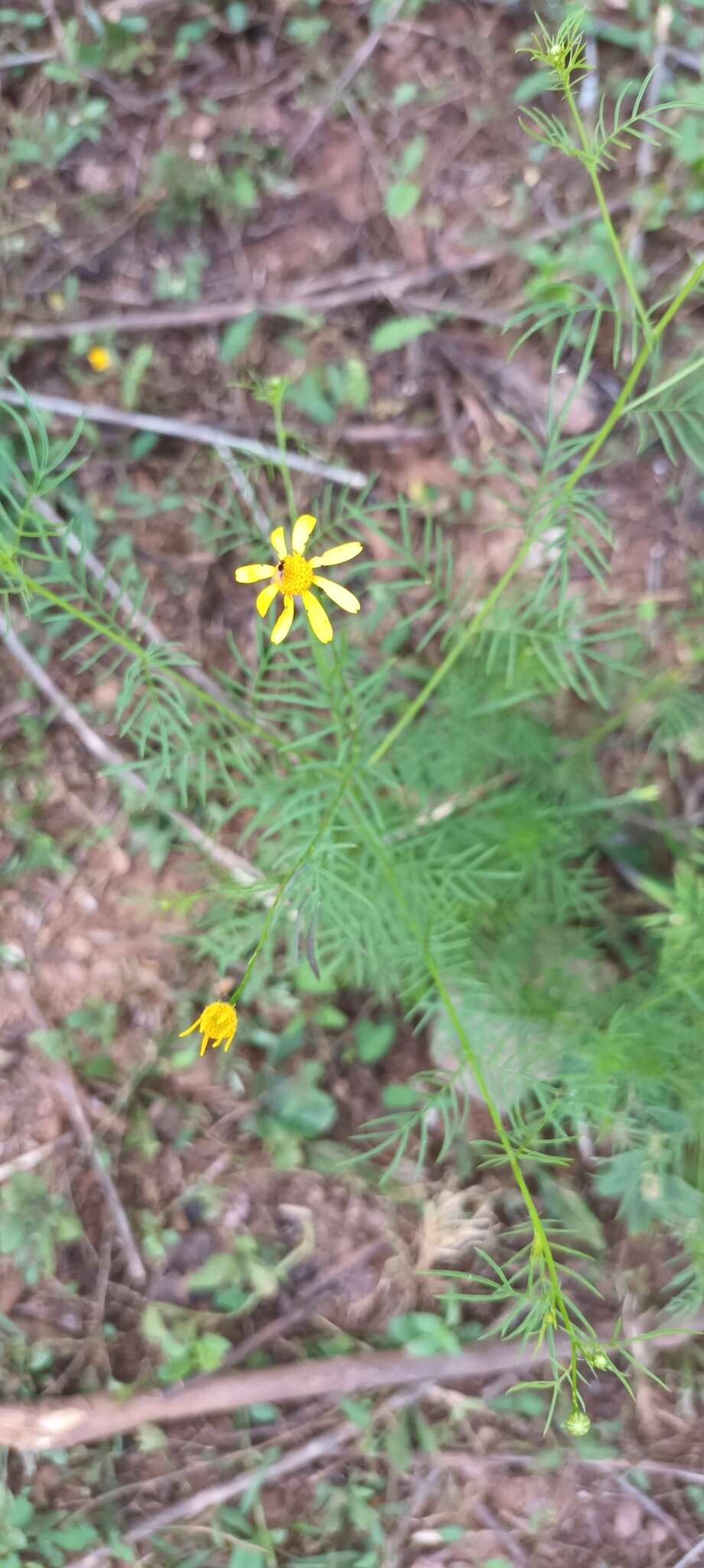 Image of Adenophyllum anomalum (Canby & Rose) J. L. Strother