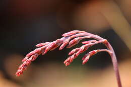 Image of Adromischus umbraticola C. A. Smith