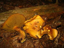 Image de Suillus punctipes (Peck) Singer 1945