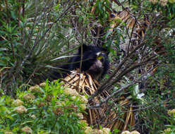 Image of Andean Bears