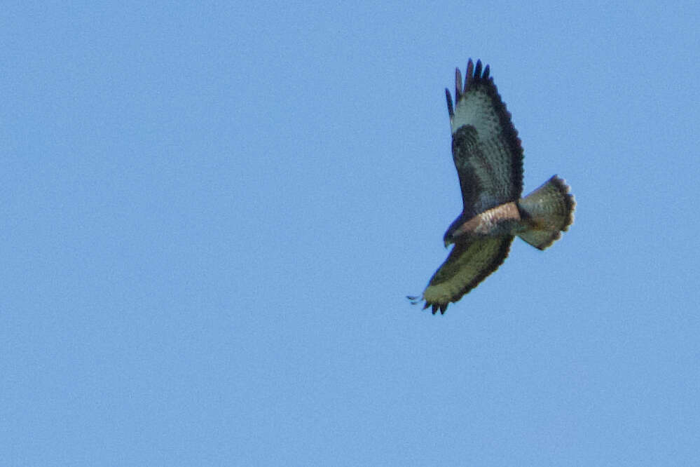 Image of Buteo buteo buteo (Linnaeus 1758)