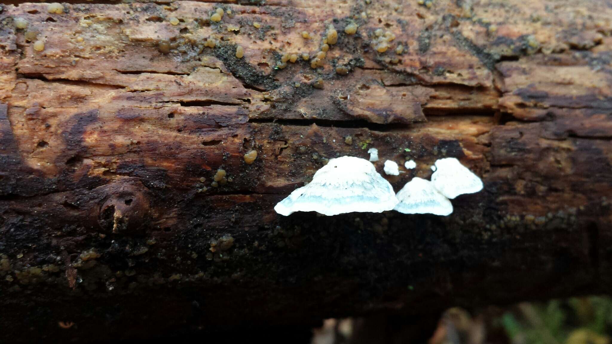 Image de Polypore bleuté