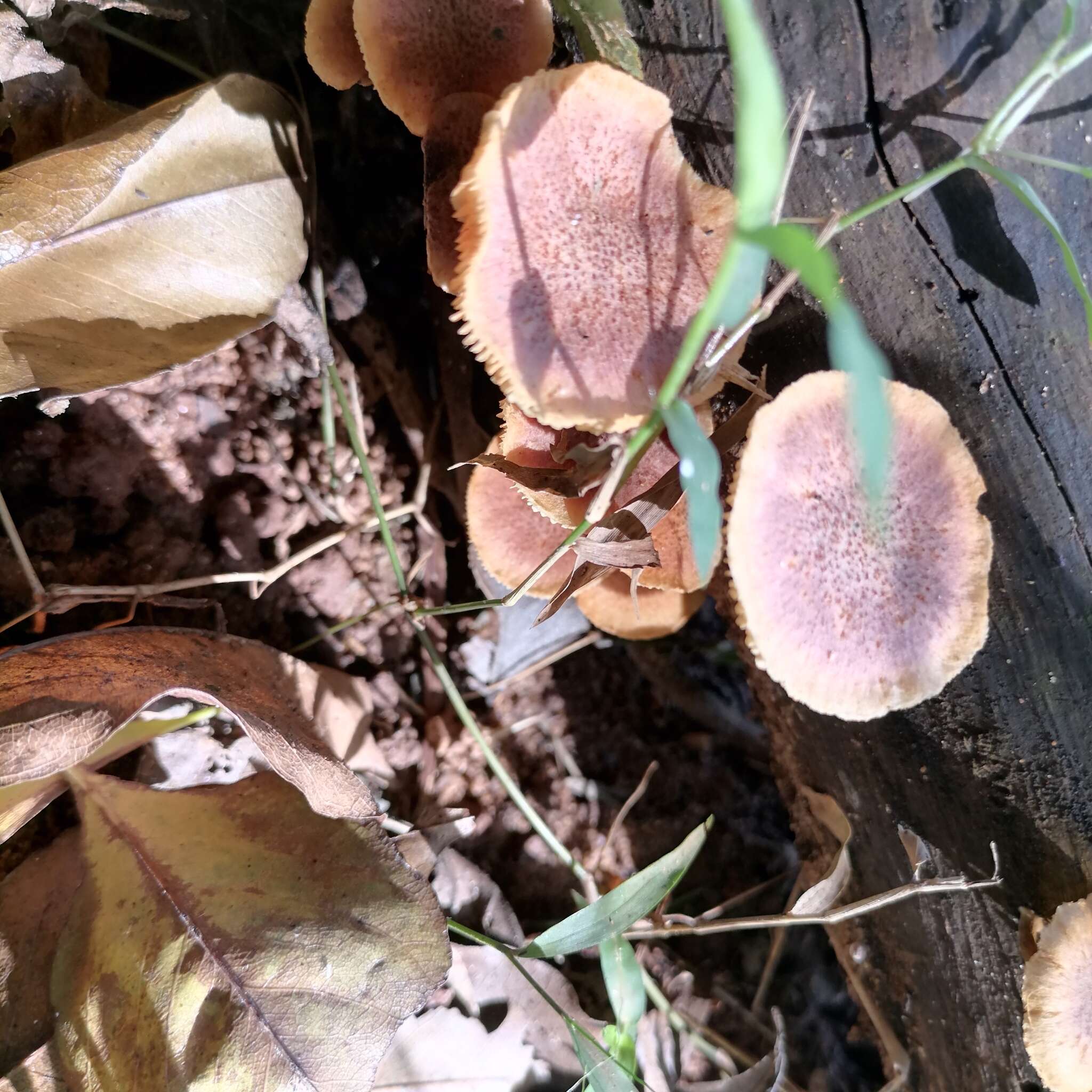 Image of Gymnopilus dilepis (Berk. & Broome) Singer 1951