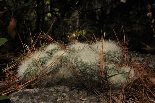 صورة Mammillaria senilis Lodd. ex Salm-Dyck