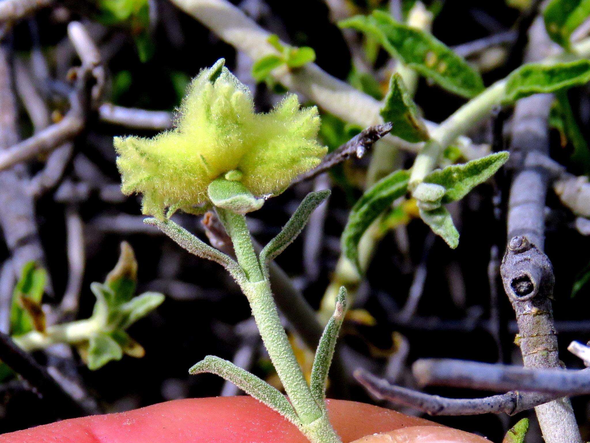 Stachys aurea Benth. resmi