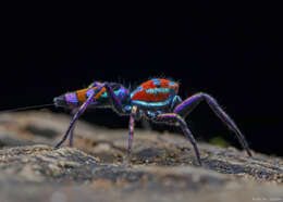 Image of Chrysilla volupe (Karsch 1879)