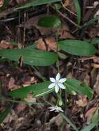 Image of Schelhammera multiflora R. Br.