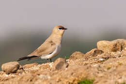 Image of Little Pratincole