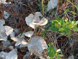 Слика од Baptisia simplicifolia Croom