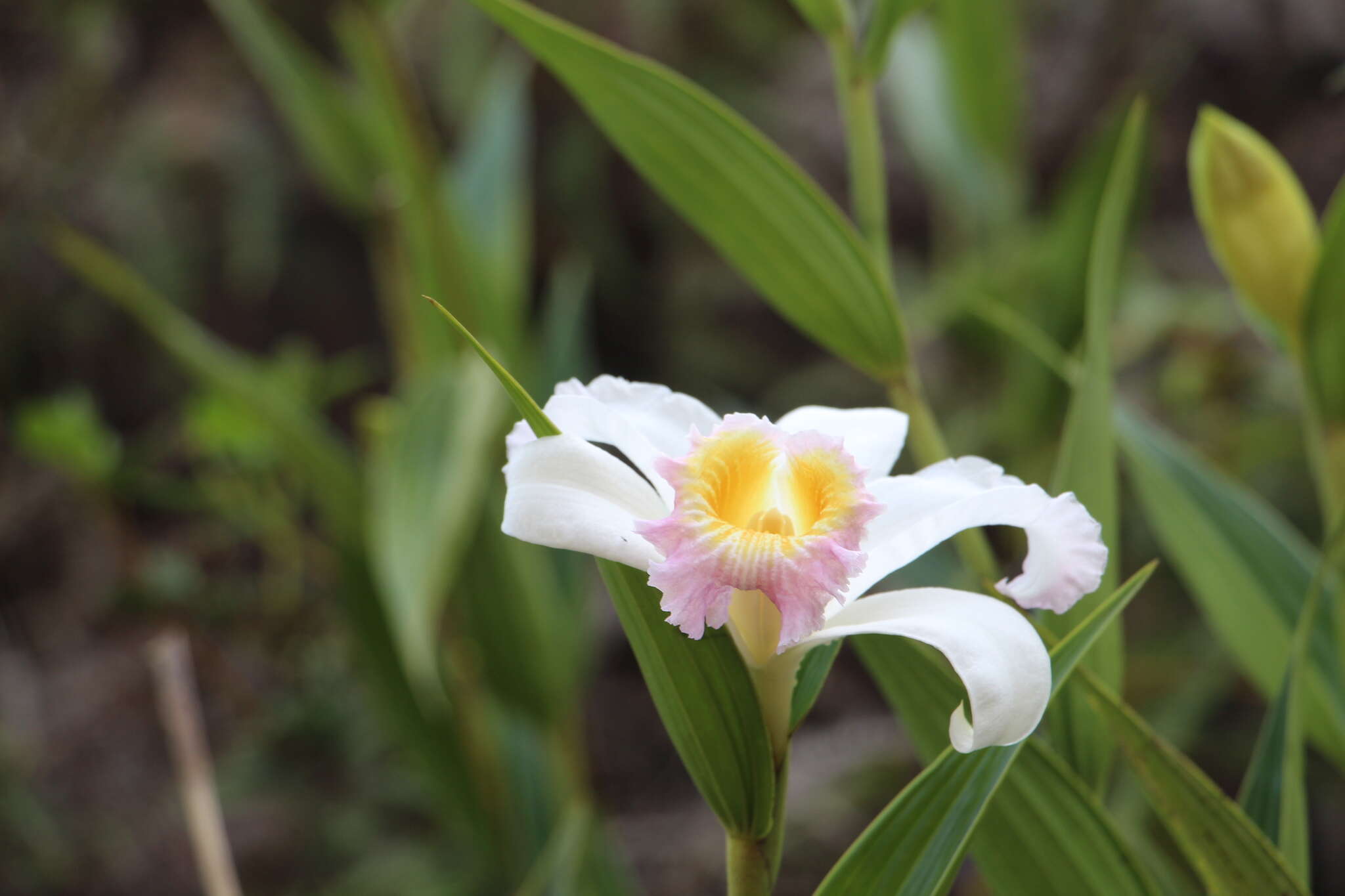 صورة Sobralia powellii Schltr.