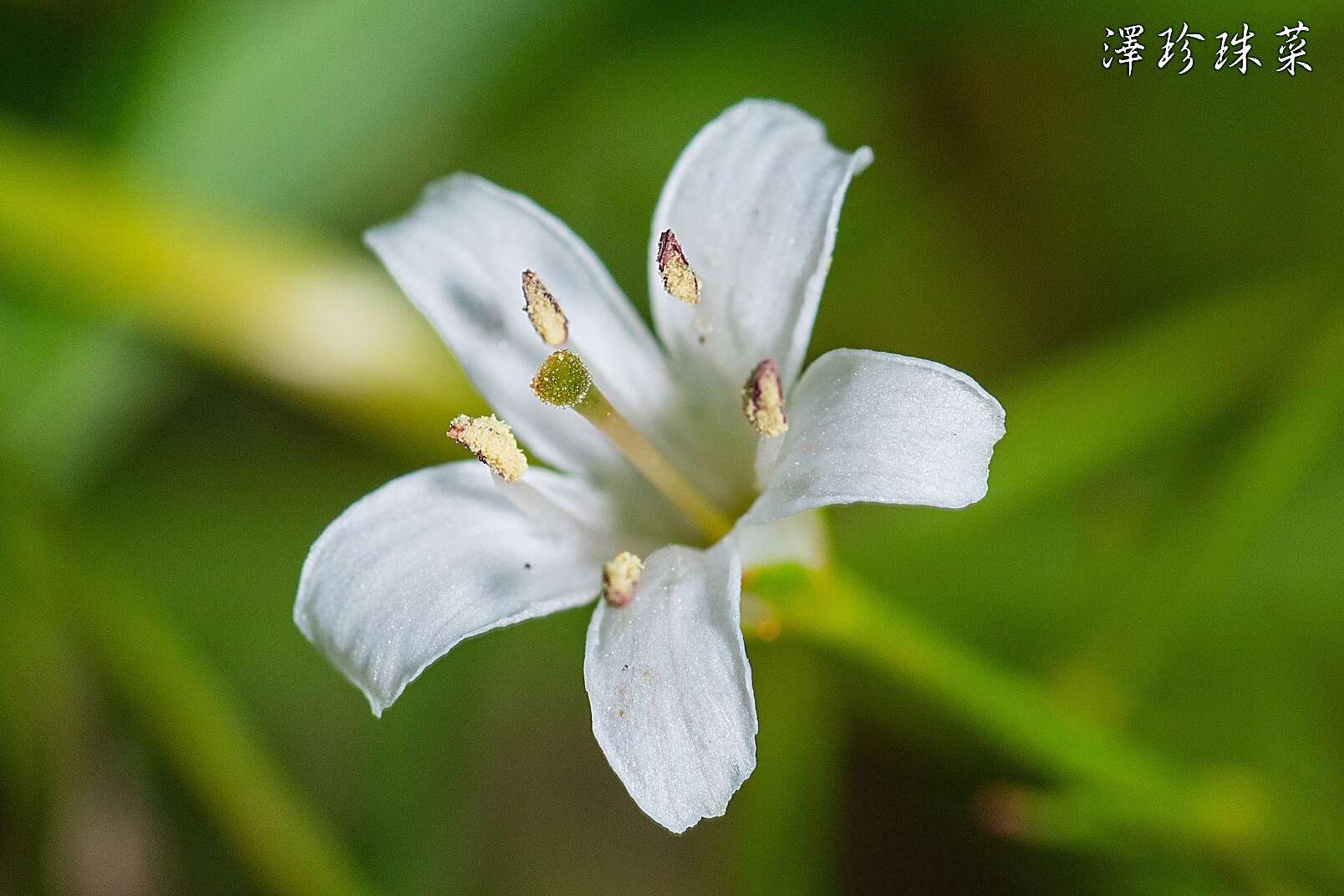 Imagem de Lysimachia candida Lindl.