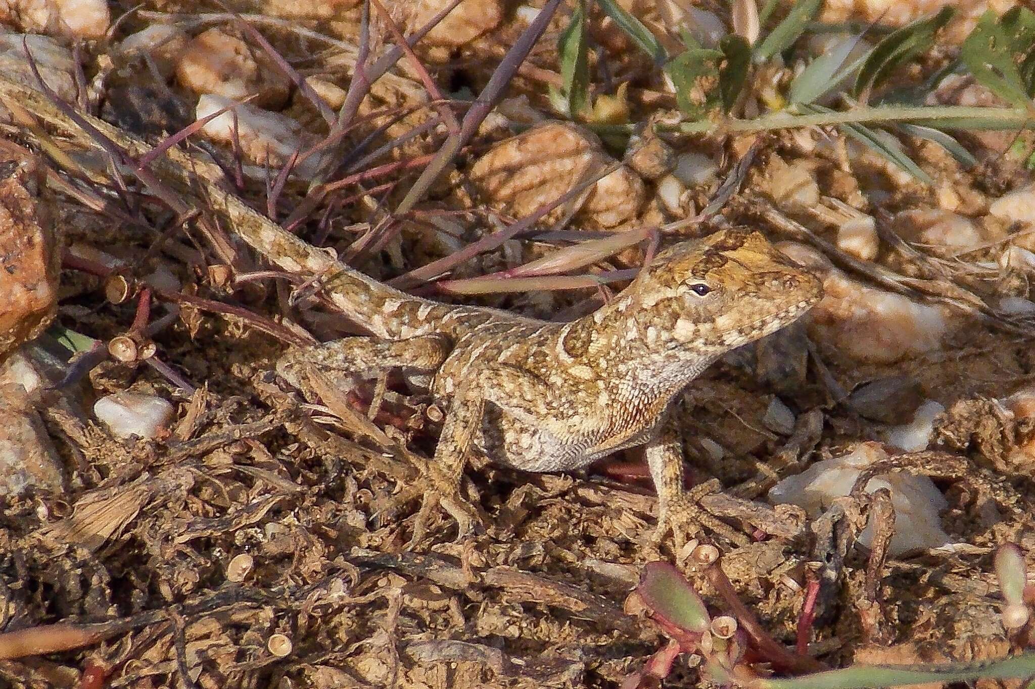 Image of Bulky Anole