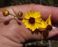 صورة Coreopsis leavenworthii Torr. & A. Gray