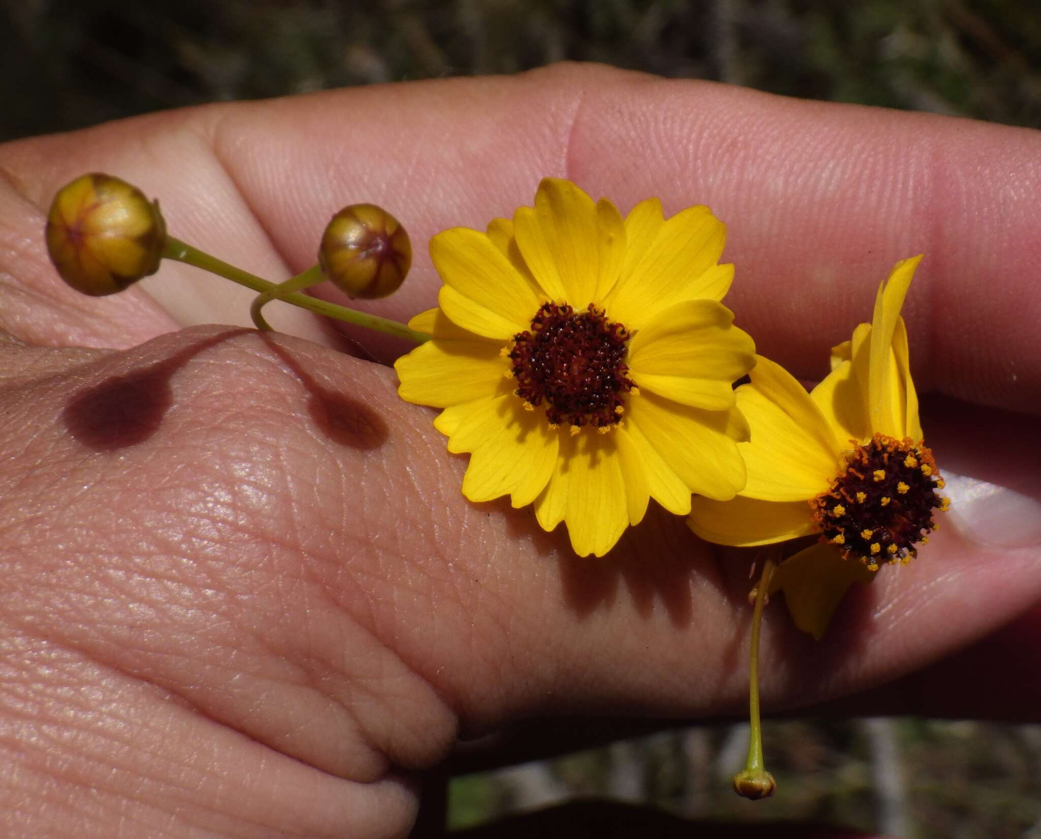 صورة Coreopsis leavenworthii Torr. & A. Gray