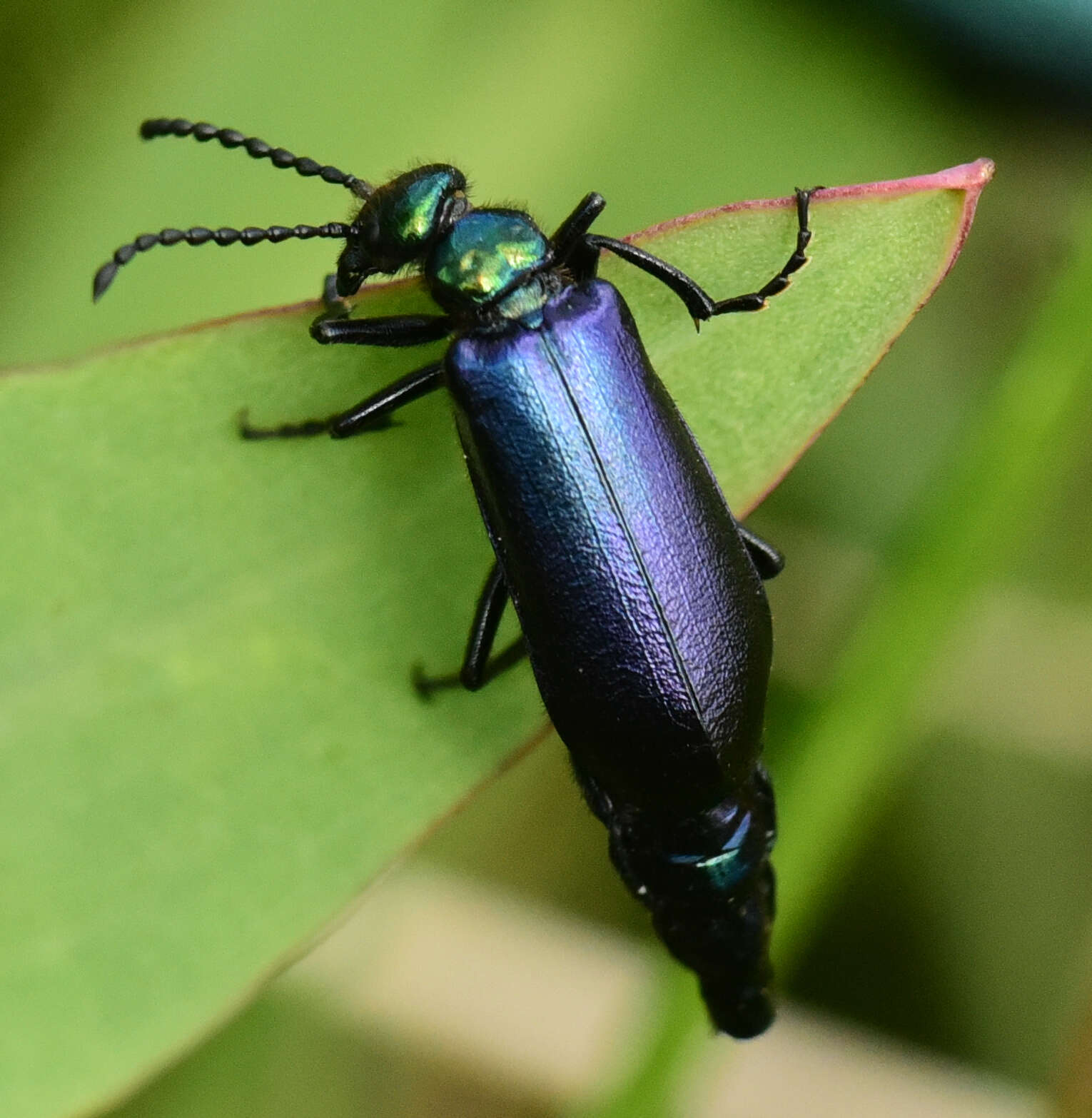 Image of Lytta (Poreopasta) cyanipennis (Le Conte 1851)