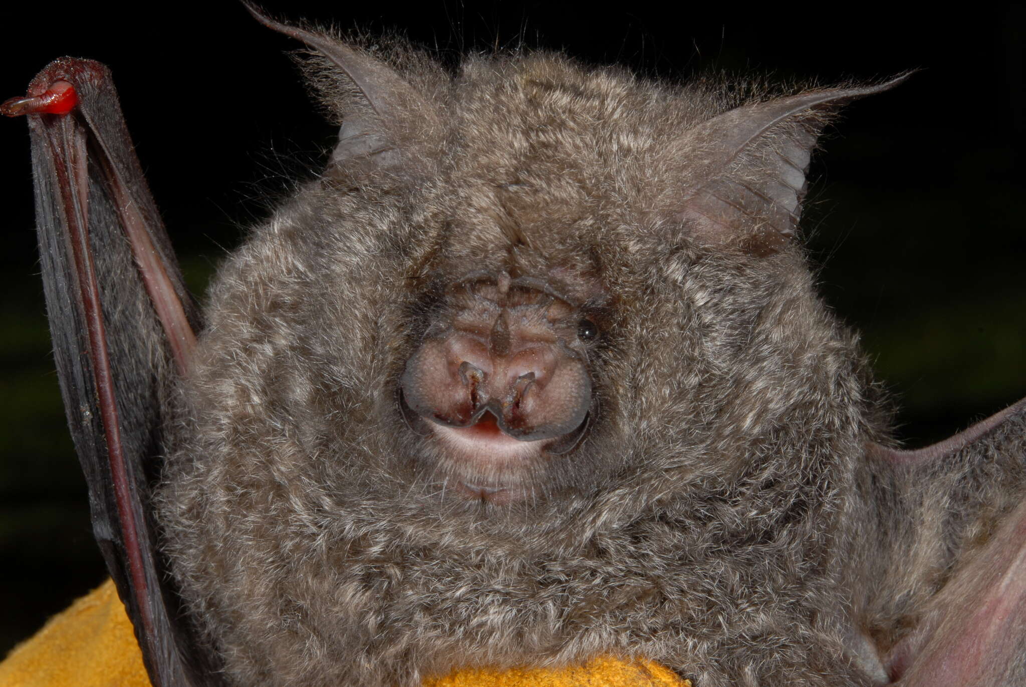Image of Cameroon Leaf-nosed Bat