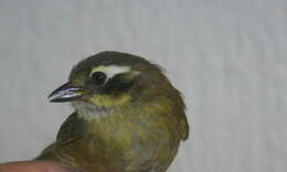 Image of Common Bush Tanager