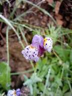 Image of Linaria amethystea (Vent.) Hoffmgg. & Link