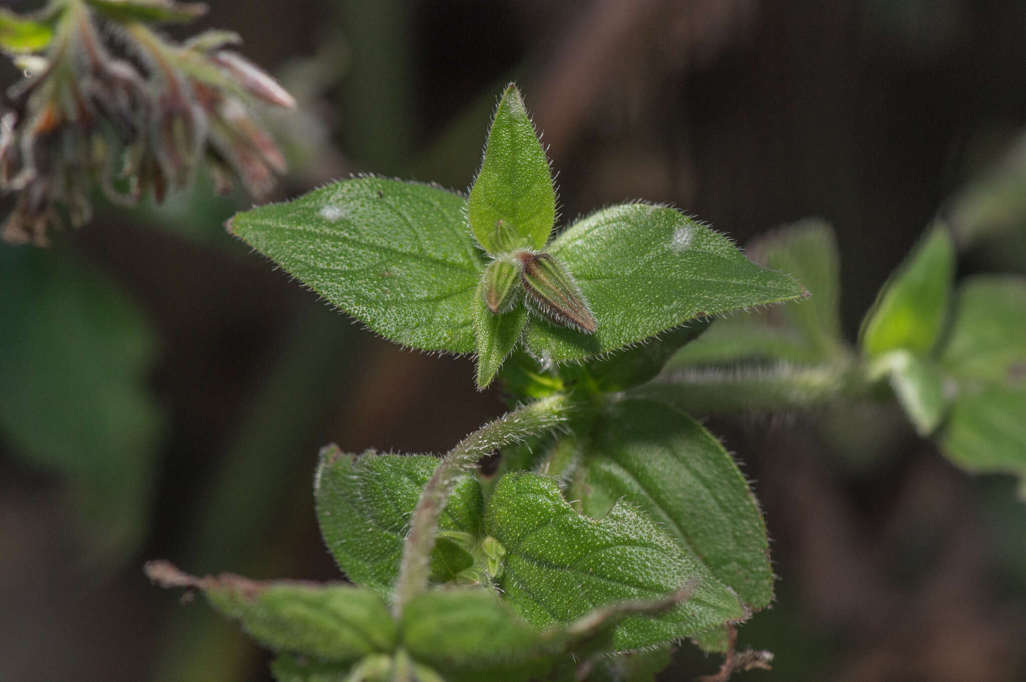 Image of Trichodesma microcalyx Balf. fil.