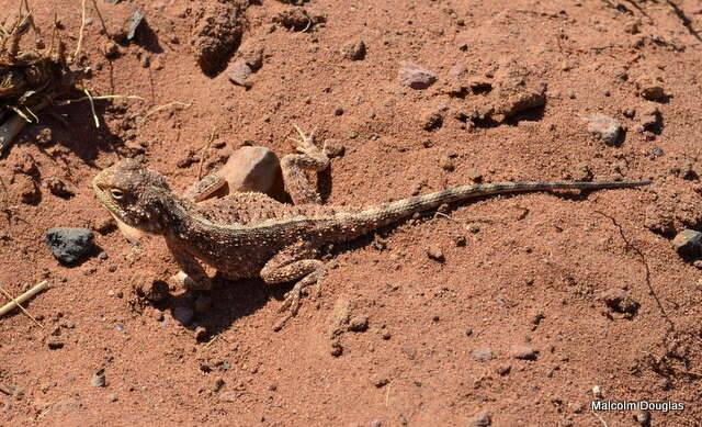 Image of Agama aculeata distanti (Boulenger 1902)