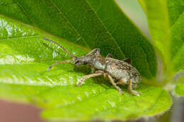 Plancia ëd Phyllobius (Pterygorrhynchus) contemptus Schoenherr 1832