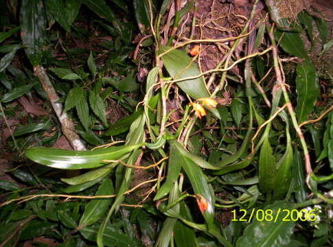 Image of Coelogyne miniata (Blume) Lindl.