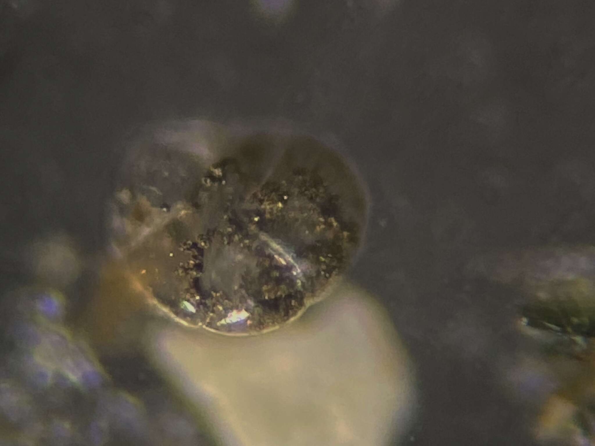 Image of Alabaminella weddellensis (Earland 1936)