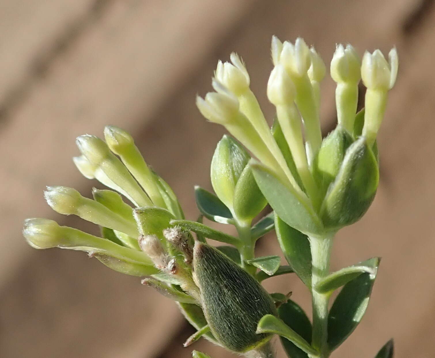 Image of Gnidia sericea (L.) L.