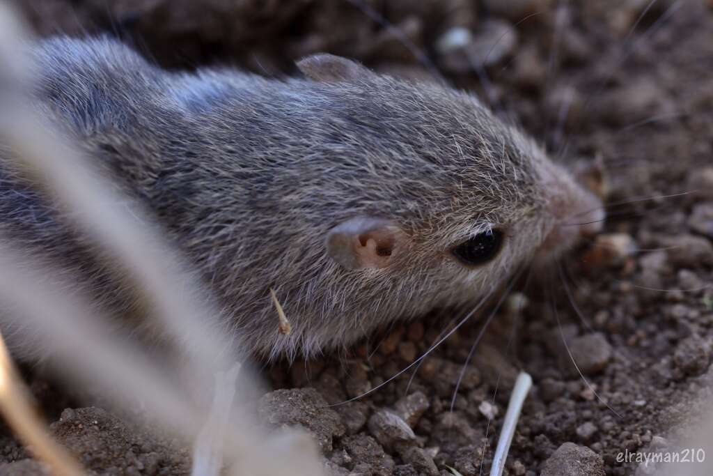 Image of Sinaloan pocket mouse